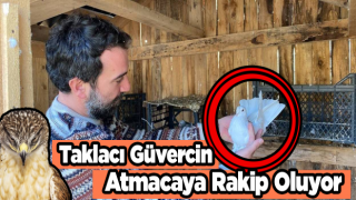 Taklacı Güvercin Atmacaya Rakip Oluyor