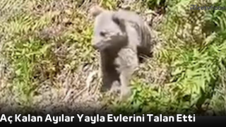 Aç Kalan Ayılar Yayla Evlerini Talan Etti