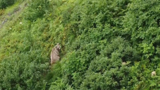 Rize’de yaylada koşturan boz ayı dron ile görüntülendi