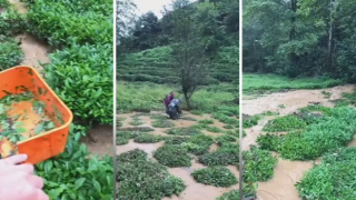 Rize'de Sağanak Yağış Çay Bahçelerini Vurdu, Üreticiler Hasada Devam Etti