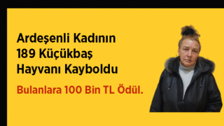 Ardeşen’de 189 Küçükbaş Hayvan Kayboldu, Sahibi 100 Bin TL Ödül Vaat Etti