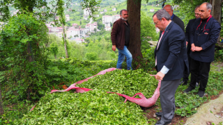 ÇAYKUR, 2024 yılı yaş çay alımlarını tamamladı