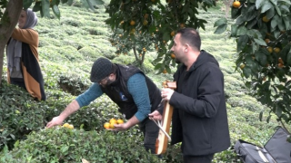 Derepazarı'nda mandalinayı kemençe eşliğinde hasat ettiler