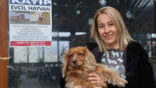 Sokak Sokak Afiş Asarak Aradığı İngiliz Cocker Cinsi Köpeğini Getirene 40 Bin Tl Ödül Verecek