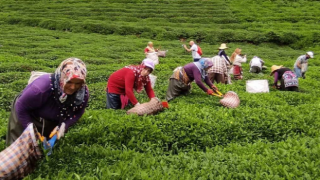 Mevsimlik işçilerde en yüksek günlük ücret Rize'de ödendi